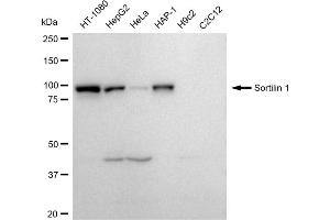 Western blotting analysis using Sortilin 1 antibody (ABIN7800405). (Rekombinanter Sortilin 1 Antikörper)