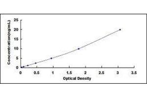 ELISA image for Fatty Acid Binding Protein 2, Intestinal (FABP2) ELISA Kit (ABIN431574)