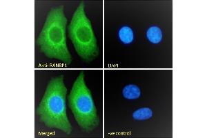 (ABIN185257) Immunofluorescence analysis of paraformaldehyde fixed HEK293 cells, permeabilized with 0. (RANBP1 Antikörper  (C-Term))