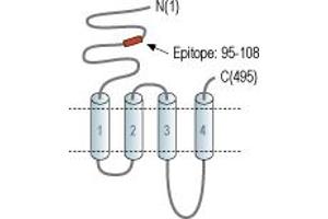 anti-Cholinergic Receptor, Nicotinic, beta 4 (Neuronal) (CHRNB4) (AA 95-108), (Extracellular), (N-Term) antibody (Atto 594)