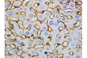 Anti-Annexin V antibody, IHC(P) IHC(P): Rat Liver Tissue