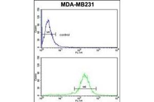 PEA-15 Antibody (C-term) (ABIN652463 and ABIN2842315) flow cytometric analysis of MDA-M cells (bottom histogram) compared to a negative control cell (top histogram).