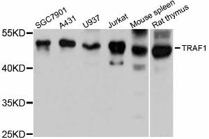 Western blot analysis of extracts of various cell lines, using TRAF1 antibody (ABIN1875190) at 1:3000 dilution. (TRAF1 Antikörper)