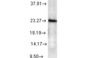 Western Blot analysis of Human Cell lysates showing detection of p23 protein using Mouse Anti-p23 Monoclonal Antibody, Clone JJ6 .