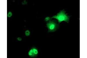 Immunofluorescence (IF) image for anti-Adaptor-Related Protein Complex 2, mu 1 Subunit (AP2M1) (AA 97-383) antibody (ABIN1491719) (AP2M1 Antikörper  (AA 97-383))