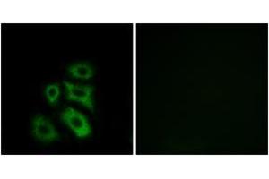 Immunofluorescence (IF) image for anti-CAP-GLY Domain Containing Linker Protein 3 (CLIP3) (AA 361-410) antibody (ABIN2890180) (CLIP3 Antikörper  (AA 361-410))