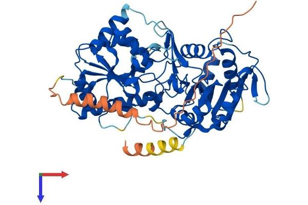 B3GALTL Protein (AA 1-498) (His tag)