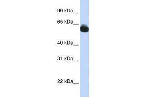 FZD9 antibody used at 1 ug/ml to detect target protein. (FZD9 Antikörper)