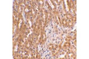Immunohistochemical staining of mouse kidney tissue with TICAM2 polyclonal antibody  at 2 ug/mL dilution.
