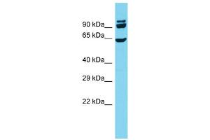 Host: Rabbit  Target Name: Cdc23  Sample Tissue: Rat Testis lysates  Antibody Dilution: 1. (CDC23 Antikörper  (N-Term))