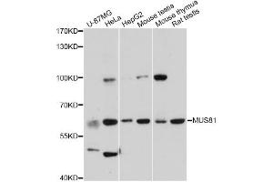 Western blot analysis of extracts of various cell lines, using MUS81 antibody (ABIN5995485) at 1:3000 dilution. (MUS81 Antikörper)