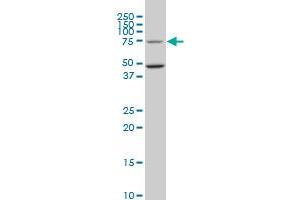HSGT1 monoclonal antibody (M02), clone 1E5. (ECD/SGT1 Antikörper  (AA 1-644))