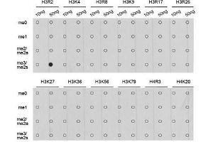Dot-blot analysis of all sorts of methylation peptides using Symmetric DiMethyl-Histone H3-R2 antibody. (Histone 3 Antikörper  (H3R2me2))