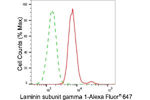 Flow cytometric analysis of laminin subunit gamma 1 expression in HAP-1 cells using laminin subunit gamma 1 antibody (ABIN7799235), 1:2,000). (Rekombinanter Laminin gamma 1 Antikörper)