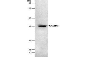 RAD51C detected in HEK293 lysate using RAD51C monoclonal antibody, clone 2H11/6 . (RAD51C Antikörper)