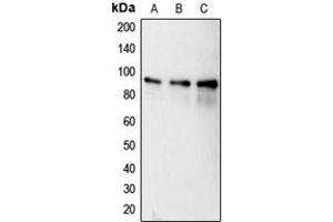 Western blot analysis of Calnexin (pS583) expression in MCF7 (A), HeLa (B), MDAMB231 (C) whole cell lysates. (Calnexin Antikörper  (C-Term, pSer583))