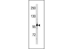 RUNDC2A Antibody (C-term) (ABIN1881769 and ABIN2843254) western blot analysis in A549 cell line lysates (35 μg/lane). (SNX29 Antikörper  (C-Term))