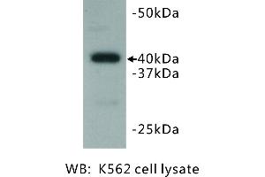 Image no. 2 for anti-BMI1 Polycomb Ring Finger Oncogene (BMI1) antibody (ABIN1112825) (BMI1 Antikörper)