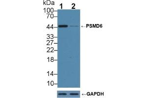 Western Blotting (WB) image for anti-Proteasome (Prosome, Macropain) 26S Subunit, Non-ATPase, 6 (PSMD6) (AA 1-389) antibody (ABIN7443659)