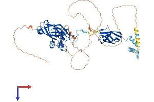 EBF1 Protein (AA 1-591) (His tag)
