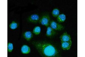 IF analysis of FGF2 using anti-FGF2 antibody (ABIN7603215). (FGF2 Antikörper  (N-Term))