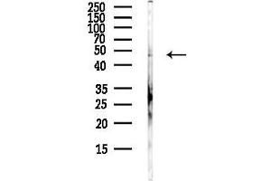 Western blot analysis of lysates from Hela cells(heat-shock,45 min treatment), using GFI1B Antibody at 1/1000 dilution.