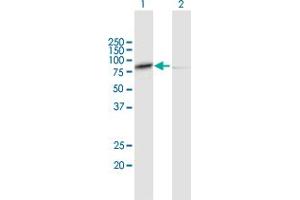 Western Blot analysis of CAPN1 expression in transfected 293T cell line by CAPN1 MaxPab polyclonal antibody. (CAPNL1 Antikörper  (AA 1-714))