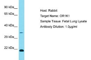 Host: Rabbit Target Name: OR1K1 Sample Type: Fetal Lung lysates Antibody Dilution: 1. (OR1K1 Antikörper  (C-Term))