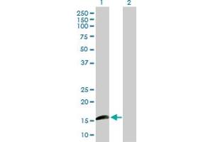 Western Blot analysis of ID1 expression in transfected 293T cell line by ID1 MaxPab polyclonal antibody. (ID1 Antikörper  (AA 1-155))