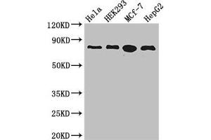 Western Blot Positive WB detected in: Hela whole cell lysate, HEK293 whole cell lysate, MCF-7 whole cell lysate, HepG2 whole cell lysate All lanes: RTF1 antibody at 3. (RTF1 Antikörper  (AA 620-670))