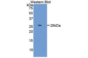 Western Blotting (WB) image for anti-Activating Transcription Factor 1 (AFT1) (AA 3-213) antibody (ABIN1858089) (AFT1 Antikörper  (AA 3-213))