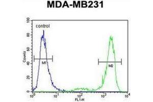 Flow cytometric analysis of MDA-MB231 cells using KCNT2 / SLICK Antibody (C-term) Cat. (KCNT2 Antikörper  (C-Term))
