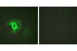 Peptide - +Immunofluorescence analysis of HeLa cells, using Caldesmon (Ab-789) antibody. (Caldesmon Antikörper  (Ser789))