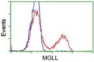 Image no. 3 for anti-Monoglyceride Lipase (MGLL) antibody (ABIN1499438) (MGLL Antikörper)