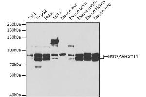 Western blot analysis of extracts of various cell lines, using NSD3/NSD3/WHSC1L1 antibody (ABIN6130794, ABIN6150215, ABIN6150216 and ABIN6221225) at 1:1000 dilution. (WHSC1L1 Antikörper  (AA 1-270))