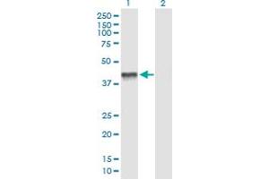Western Blot analysis of PDHA2 expression in transfected 293T cell line by PDHA2 MaxPab polyclonal antibody. (PDHA2 Antikörper  (AA 1-388))