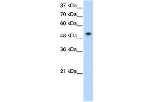 WB Suggested Anti-SNRP70 Antibody Titration:  0. (SNRNP70 Antikörper  (N-Term))