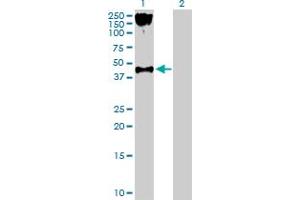 Western Blot analysis of P2RY2 expression in transfected 293T cell line by P2RY2 MaxPab polyclonal antibody.