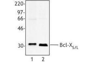Western Blotting (WB) image for anti-Bcl-XS/L antibody (ABIN2666266) (Bcl-XS/L Antikörper)