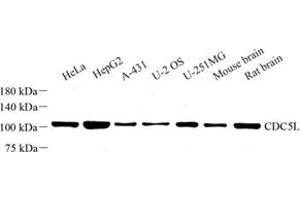 Western blot analysis of CDC5L (ABIN7073412) at dilution of 1: 500 (CDC5L Antikörper)