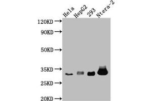Western Blot Positive WB detected in: Hela whole cell lysate, HepG2 whole cell lysate, HEK293 whole cell lysate, Ntera-2 whole cell lysate All lanes: pro Caspase 3 antibody at 1:1000 Secondary Goat polyclonal to rabbit IgG at 1/50000 dilution Predicted band size: 32 kDa Observed band size: 32 kDa (Rekombinanter Caspase 3 Antikörper)
