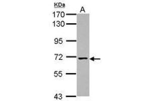 Image no. 1 for anti-Nicalin (NCLN) (Internal Region) antibody (ABIN1496088)