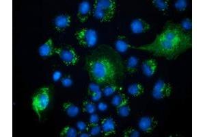 Immunofluorescence (IF) image for anti-Peroxisomal Trans-2-Enoyl-CoA Reductase (PECR) antibody (ABIN1500149) (PECR Antikörper)