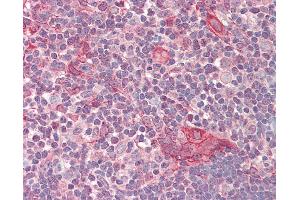 Anti-NUSAP1 / NUSAP antibody IHC staining of human thymus. (NUSAP1 Antikörper  (AA 360-409))