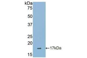 SIGLEC7 anticorps  (AA 38-121)