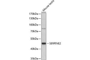 Western blot analysis of extracts of mouse testis, using SERPINE2 antibody (ABIN7270246) at 1:1000 dilution. (SERPINE2 Antikörper  (AA 27-398))