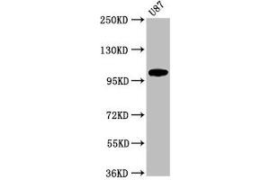 Western Blot Positive WB detected in: U87 whole cell lysate All lanes: LGR6 antibody at 2. (LGR6 Antikörper  (AA 839-962))