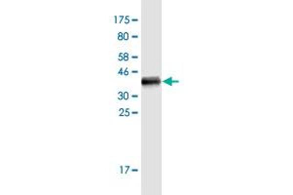 LCT antibody  (AA 32-129)