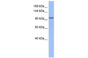 MSH4 antibody used at 1 ug/ml to detect target protein. (MSH4 Antikörper)