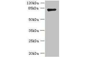 Western blot All lanes: FBXO30 antibody at 10 μg/mL + Mouse brain tissue Secondary Goat polyclonal to rabbit IgG at 1/10000 dilution Predicted band size: 83 kDa Observed band size: 83 kDa (F-Box Protein 3 Antikörper  (AA 201-500))